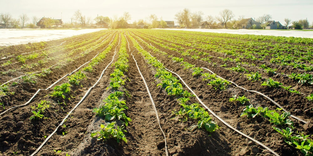 A drip irrigation system