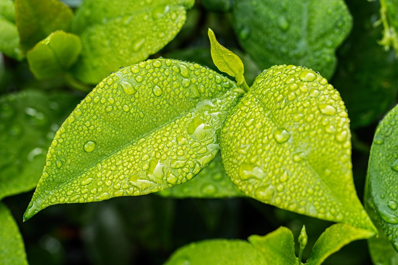 How to Water your Garden Plants While You're Away
