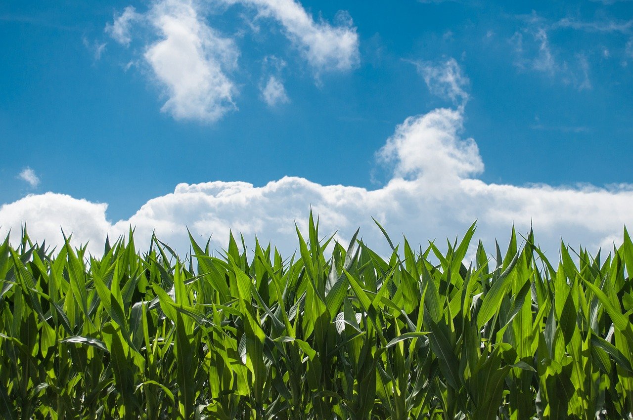 A crop field