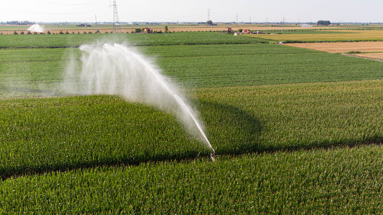 Water being sprayed onto crops