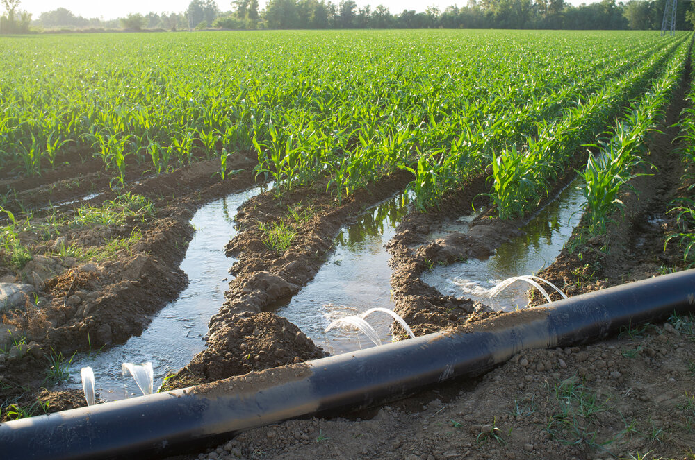 A field with flood irrigation