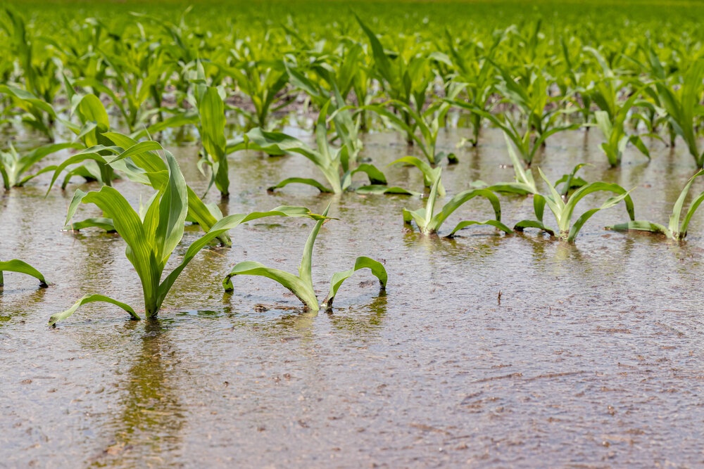 How Over-irrigation Can Be Damaging to Soil and What to do to Prevent It