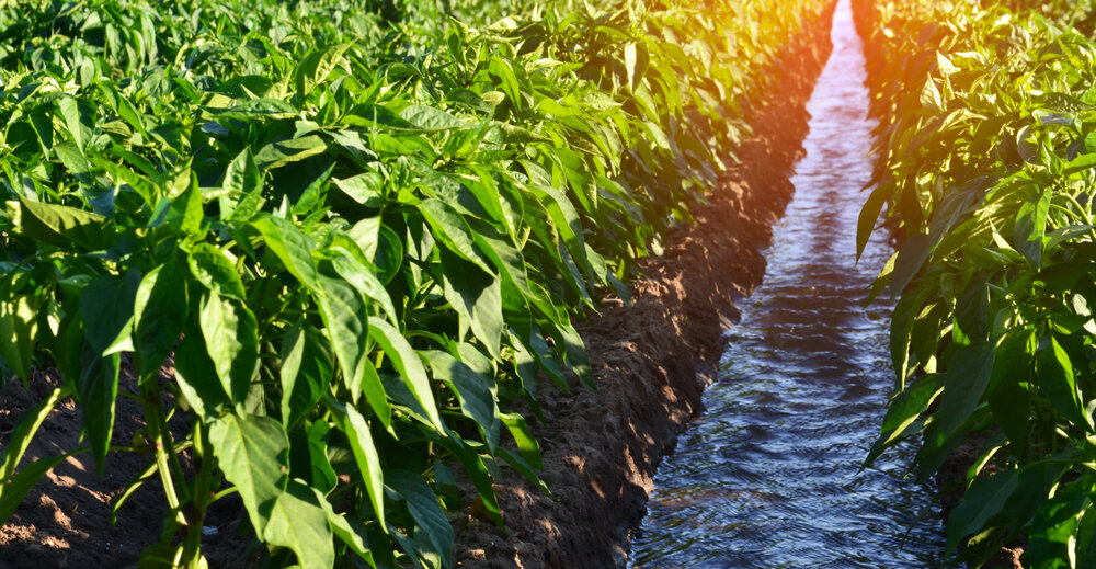 Border irrigation on a crop field