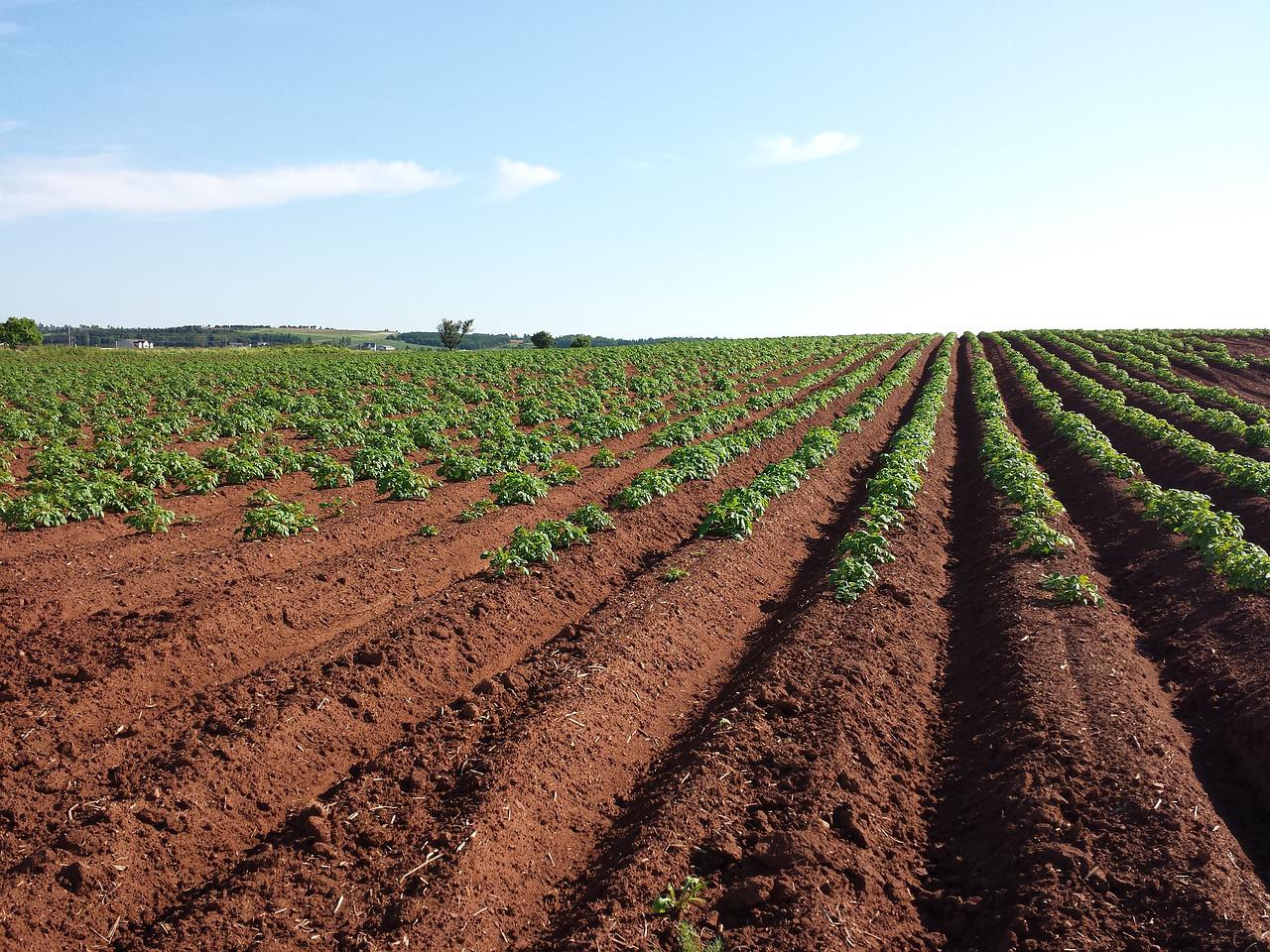 How to Improve Soil Quality for Farming