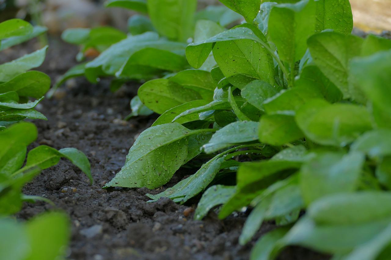 Soil Types that Need Little Irrigation