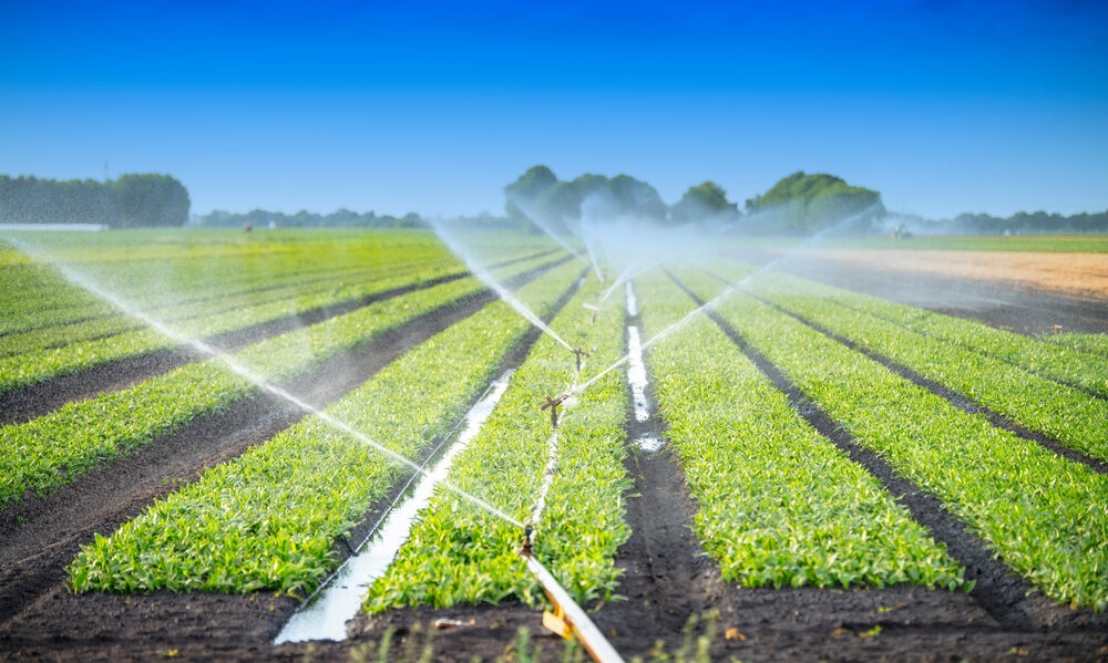 Crops being watered by an irrigation system